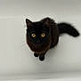 cat, black_cat, pet, animal, fur, whiskers, yellow_eyes, curious, bathtub, indoor, looking_up, tail, sitting, cute, feline, domestic_cat, closeup, portrait, alone, clean_background