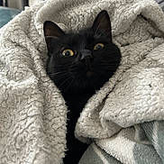 Uki a rejoint le concours — aidez-le/la à gagner de superbes lots ! black_cat, cat, pet, animal, blanket, cozy, fur, whiskers, ears, home, indoor, closeup, comfort, cute, curious, face, nest, soft, texture, warm