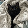 black_cat, cat, pet, animal, blanket, cozy, fur, whiskers, ears, home, indoor, closeup, comfort, cute, curious, face, nest, soft, texture, warm