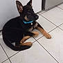 puppy, dog, german_shepherd, black_and_tan, collar, blue_collar, floor, tile_floor, indoor, pet, animal, canine, ears, young_dog, resting, looking_away, domestic, cute, alert, small