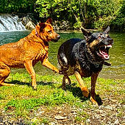 Uston participe au concours pour gagner de l'argent avec cette photo : dog, water, river, grass, rocks, nature, outdoor, animal, playful, wet, brown_dog, black_dog, fur, collar, canine, paw, splash, trees, waterfall, sunlight