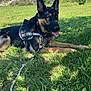 Uston participe au concours pour gagner de l'argent avec cette photo : dog, german_shepherd, outdoor, grass, harness, leash, sunny, blue_sky, trees, nature, pet, canine, animal, tongue_out, resting, greenery, daylight, happy, field, park