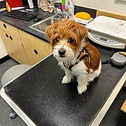 Sunny is registered to the contest to win money with this photo: puppy, dog, animal, pet, veterinary_clinic, examination_table, sink, counter, keyboard, computer_monitor, leash, harness, fur, cute, indoor, floor, cabinet, cleaning_supplies, waiting, curious