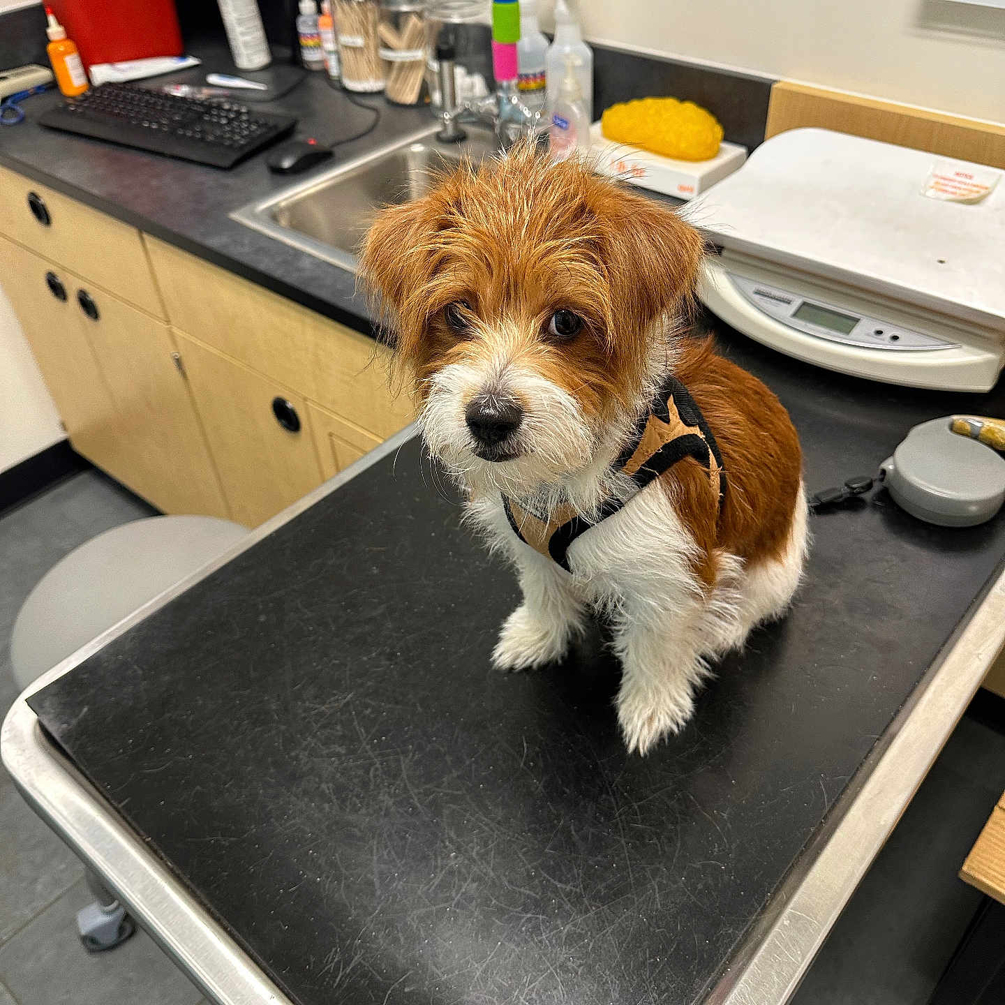 Sunny is registered to the contest to win money with this photo: animal, cabinet, cleaning_supplies, computer_monitor, counter, curious, cute, dog, examination_table, floor, fur, harness, indoor, keyboard, leash, pet, puppy, sink, veterinary_clinic, waiting