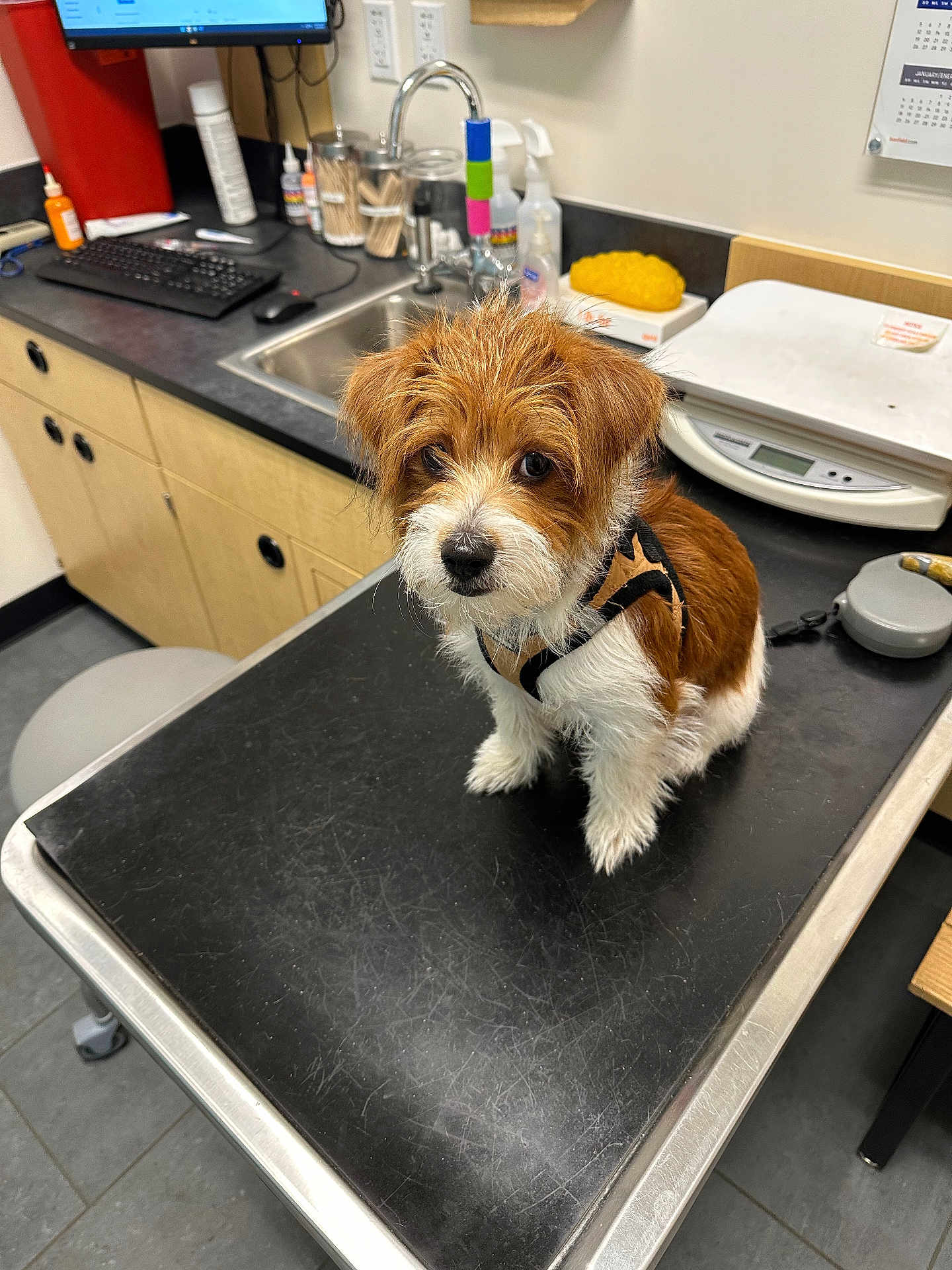 Sunny is registered to the contest to win money with this photo: puppy, dog, animal, pet, veterinary_clinic, examination_table, sink, counter, keyboard, computer_monitor, leash, harness, fur, cute, indoor, floor, cabinet, cleaning_supplies, waiting, curious