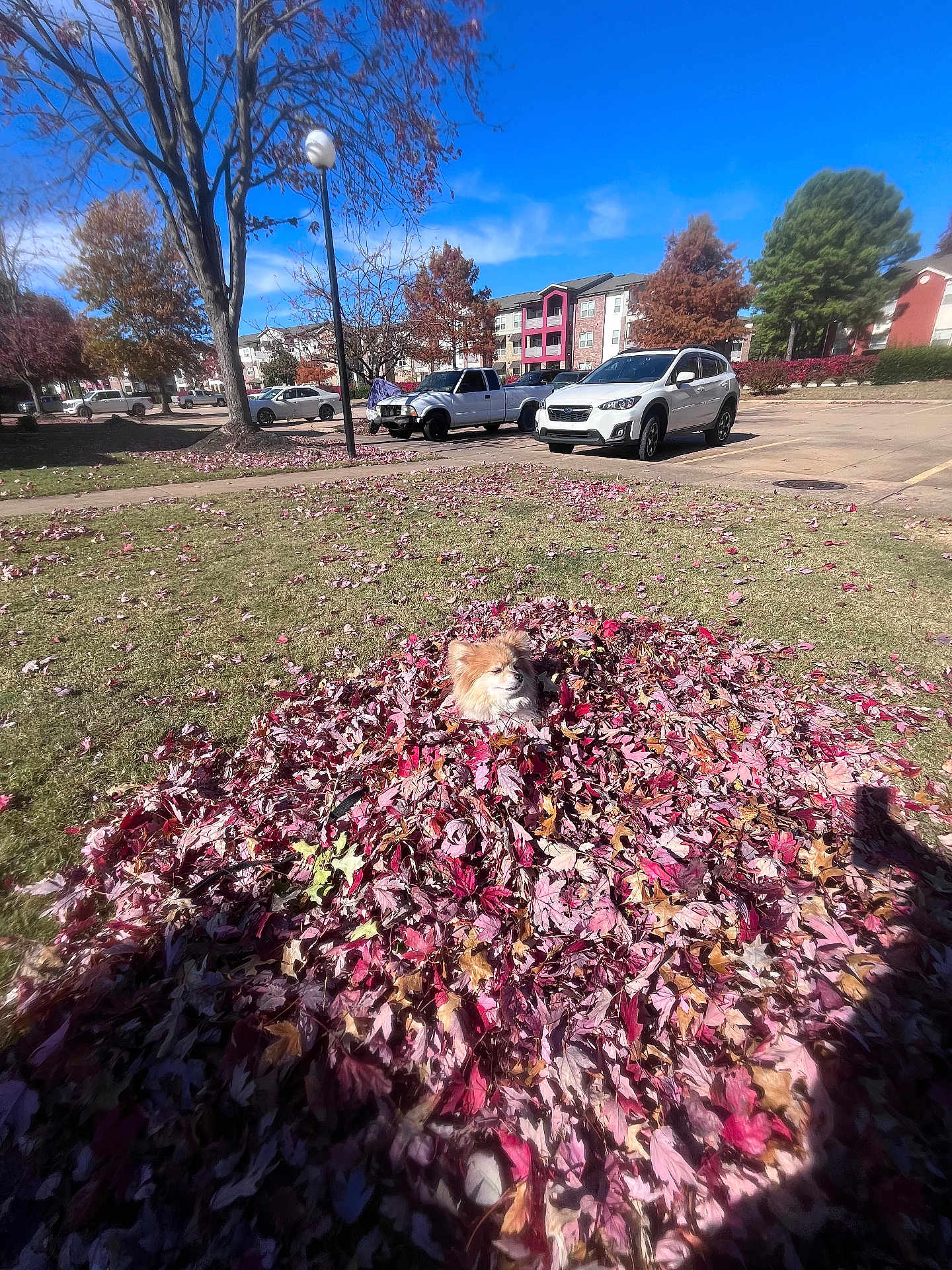 Purdy is registered to the contest to win money with this photo: autumn, blue_sky, canine, daytime, dog, fall, grass, leaf_pile, leaves, nature, outdoor, parked_cars, parking_lot, pet, pile, residential_buildings, serene, shadow, sunlight, tree