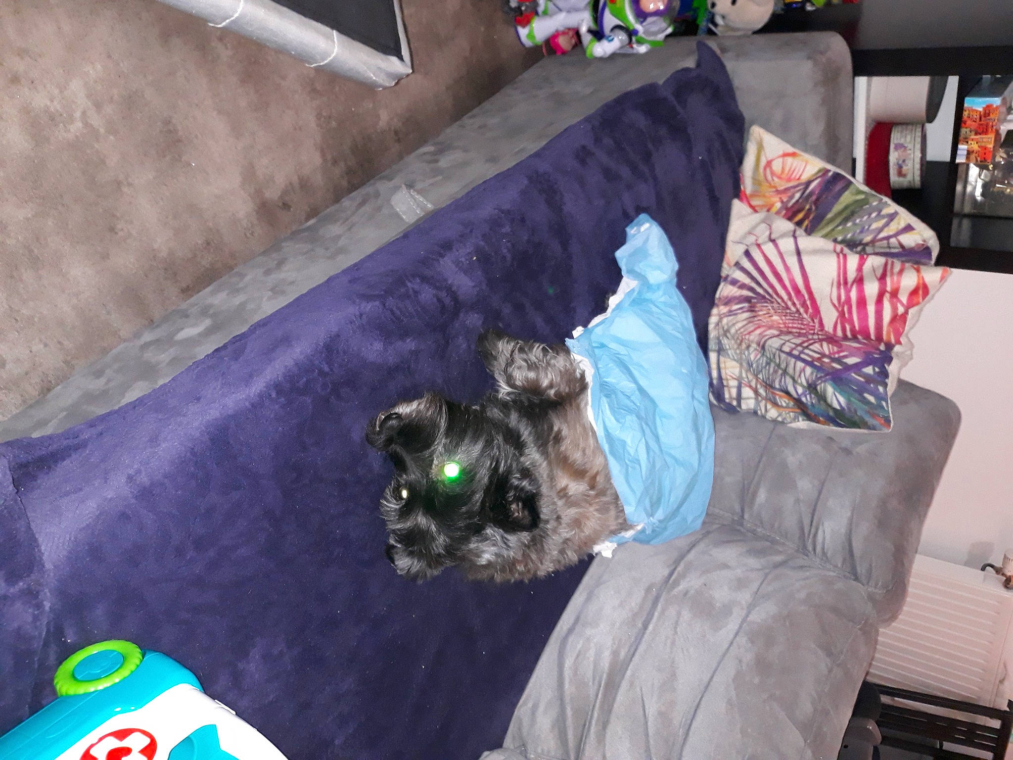 Gillie participe au concours pour gagner de l'argent avec cette photo : bag, baggage, canidae, carnivore, comfort, companion_dog, couch, dog, dog_breed, dog_supply, fur, linens, living_room, luggage_and_bags, room, sporting_group, toy, toy_dog, trunk, working_animal