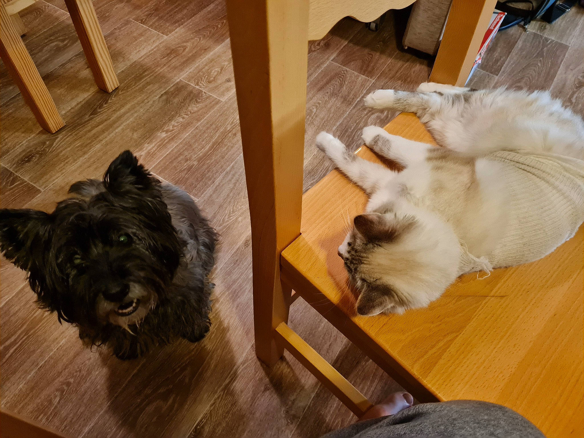 Gillie participe au concours pour gagner de l'argent avec cette photo : carnivore, chair, companion_dog, dog, dog_breed, fawn, felidae, floor, flooring, fur, hardwood, laminate_flooring, liver, small_to_medium_sized_cats, snout, toy_dog, vertebrate, whiskers, wood, working_animal