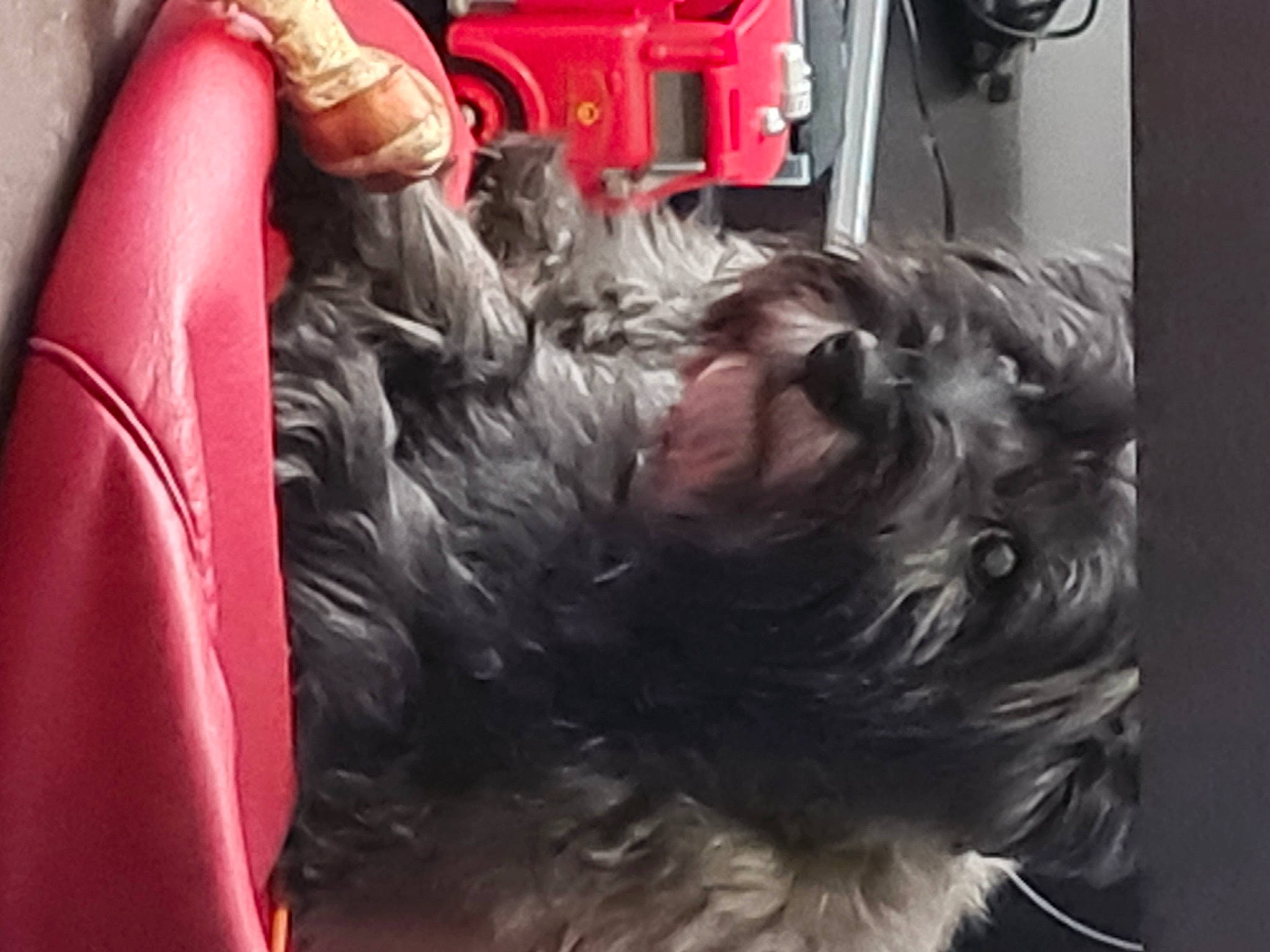 Gillie a rejoint le concours — aidez-le/la à gagner de superbes lots ! automotive_design, automotive_exterior, automotive_lighting, automotive_tire, bumper, carnivore, comfort, companion_dog, dog, dog_breed, fur, liver, machine, motor_vehicle, small_terrier, snout, sporting_group, terrier, vehicle, vehicle_door