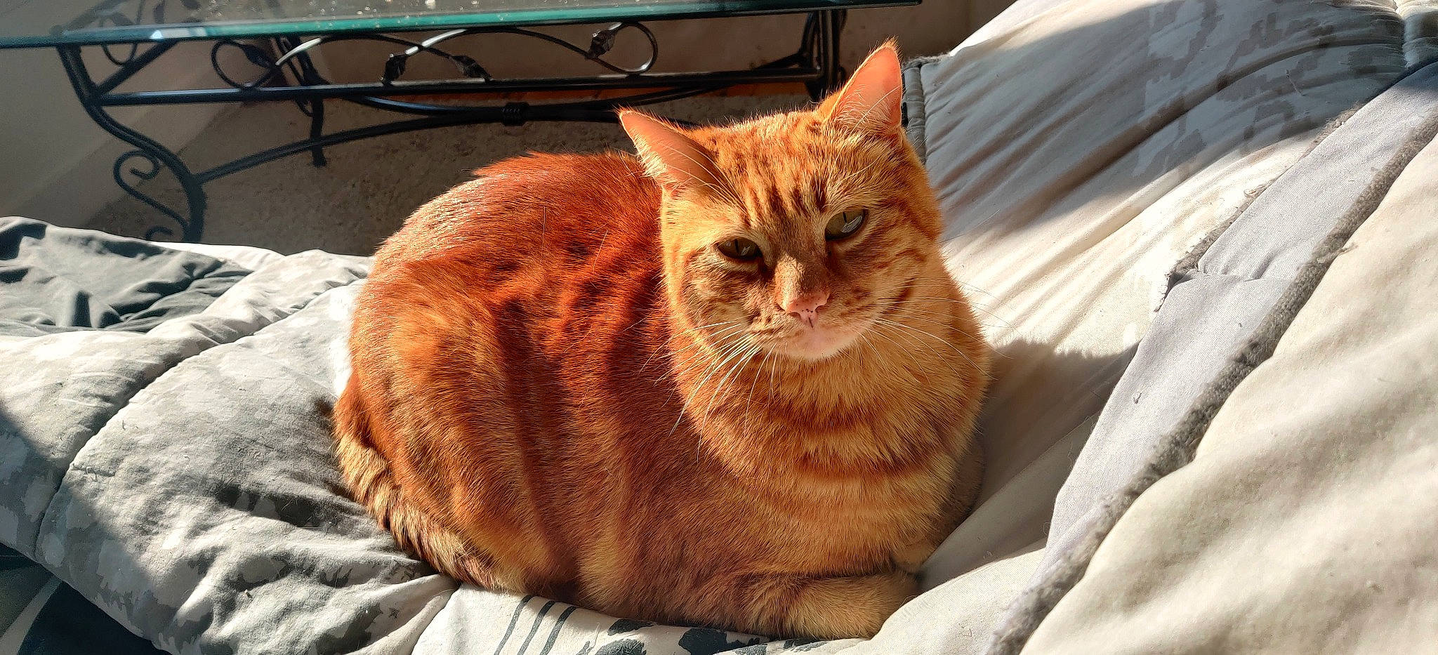 Niska participe au concours pour gagner de l'argent avec cette photo : carnivore, cat, cat_supply, claw, comfort, domestic_short_haired_cat, eye, fawn, felidae, fur, orange, paw, sitting, small_to_medium_sized_cats, snout, tail, terrestrial_animal, tree, whiskers, wood