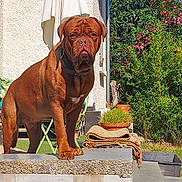 Urus a rejoint le concours — aidez-le/la à gagner de superbes lots ! animal, backyard, brown_dog, bushes, canine, collar, daylight, dog, flowering_plants, furniture, garden, greenery, guarding, leafy, nature, outdoor, pet, plants, stone_ledge, sunlight