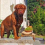 animal, backyard, brown_dog, bushes, canine, collar, daylight, dog, flowering_plants, furniture, garden, greenery, guarding, leafy, nature, outdoor, pet, plants, stone_ledge, sunlight