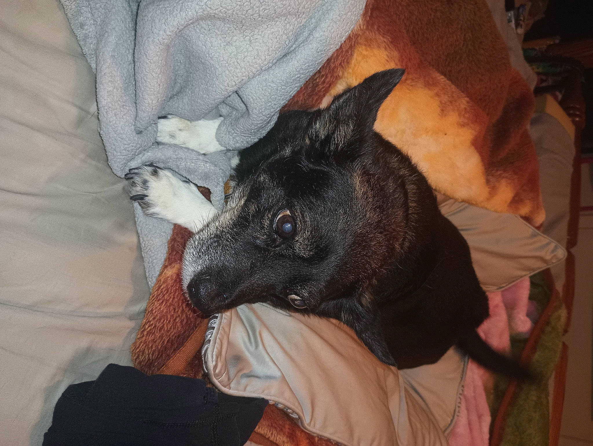 Elf joined the competition — help win amazing prizes! carnivore, claw, comfort, companion_dog, dog, dog_breed, ear, felidae, fur, grey, guard_dog, mammal, non_sporting_group, small_to_medium_sized_cats, terrestrial_animal, toy_dog, whiskers, working_animal, wrinkle