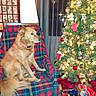 dog, canine, christmas_tree, christmas, holiday, ornaments, presents, plaid_chair, indoors, living_room, sitting, profile, collar, festive, decorations, lights, red, green, cozy, phone_screenshot