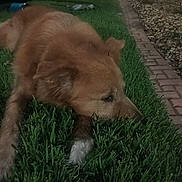 Blinkers is registered to the contest to win money with this photo: dog, canine, puppy, brown_fur, fluffy, sleeping, lying_down, grass, lawn, outdoors, night, backyard, brick_path, garden, yard_light, relaxed, pet, animal, close_up, photography