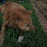 dog, canine, puppy, brown_fur, fluffy, sleeping, lying_down, grass, lawn, outdoors, night, backyard, brick_path, garden, yard_light, relaxed, pet, animal, close_up, photography