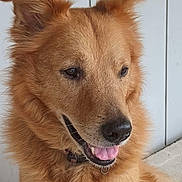 Blinkers joined the competition — help win amazing prizes! alert, animal, canine, closeup, collar, cute, dog, domestic_animal, ears, fluffy, friendly, fur, golden, happy, indoor, looking_away, muzzle, pet, portrait, tongue_out