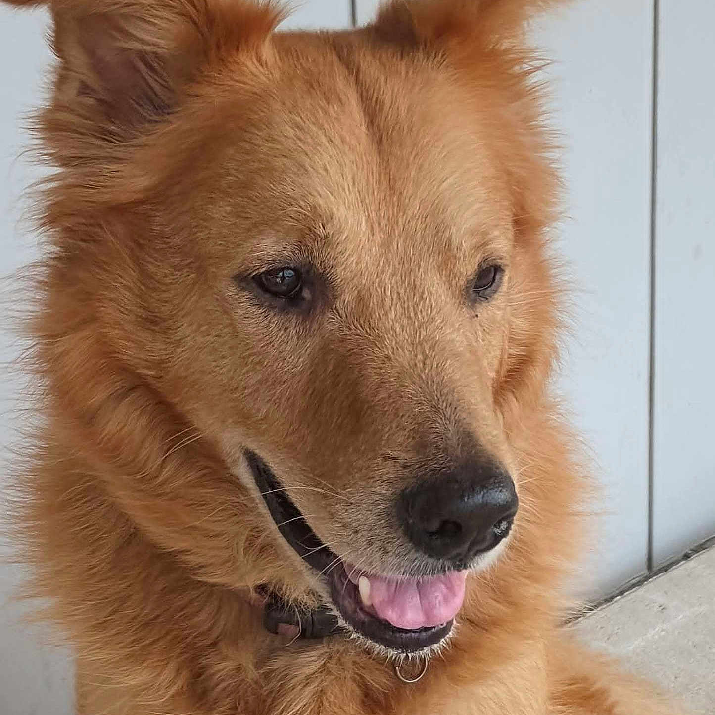 Blinkers joined the competition — help win amazing prizes! alert, animal, canine, closeup, collar, cute, dog, domestic_animal, ears, fluffy, friendly, fur, golden, happy, indoor, looking_away, muzzle, pet, portrait, tongue_out