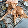 dog, golden_dog, fluffy, brown_fur, pet, animal, lying_down, indoors, floral_rug, carpet, living_room, furniture, table, chair, collar, tail, portrait, smartphone_screenshot, social_media, home