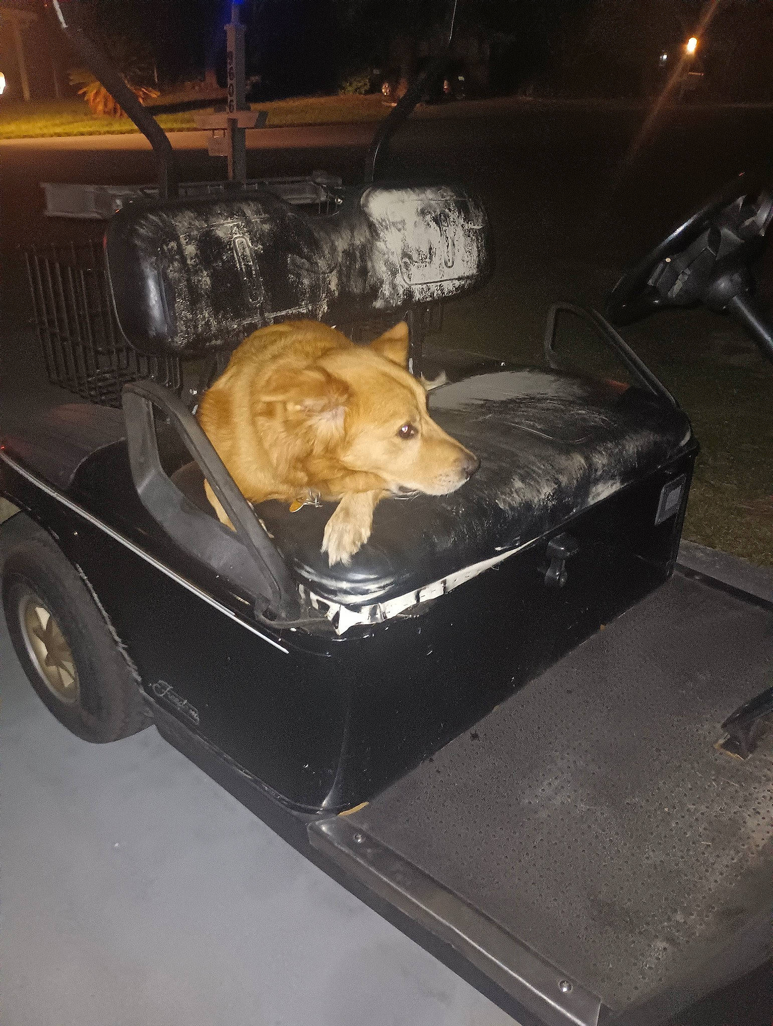 Blinkers joined the competition — help win amazing prizes! automotive_design, automotive_exterior, automotive_lighting, automotive_tire, bumper, car, carnivore, companion_dog, dog, dog_breed, fawn, fender, hood, motor_vehicle, personal_luxury_car, tire, trunk, vehicle, vehicle_door, wheel