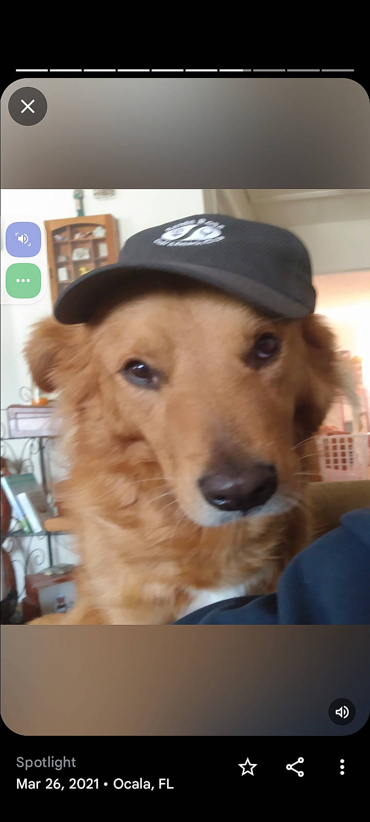 Blinkers is registered to the contest to win money with this photo: baseball_cap, canidae, cap, carnivore, companion_dog, dog, dog_breed, fashion_accessory, fawn, fur, hat, pet_supply, snout, sporting_group, whiskers, working_animal, working_dog