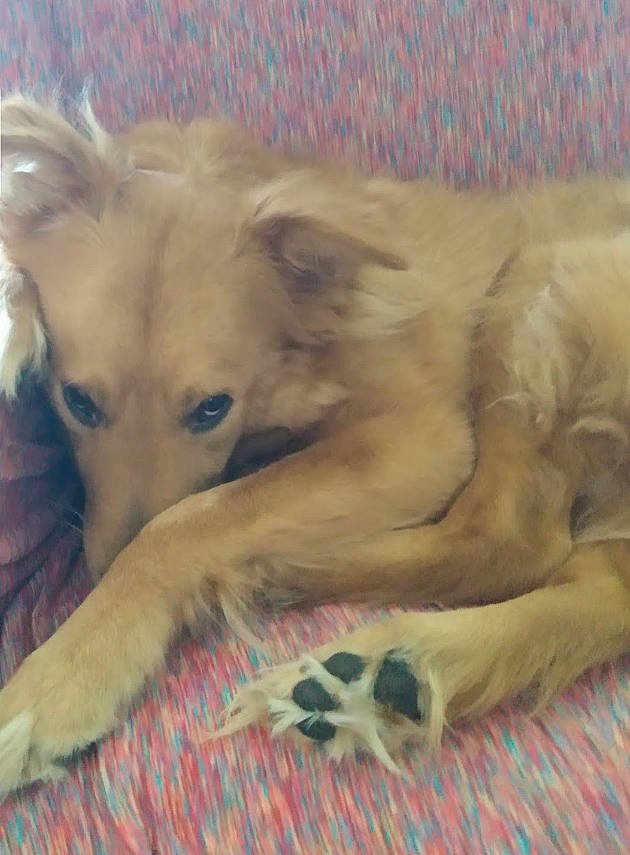 Blinkers joined the competition — help win amazing prizes! canidae, carnivore, comfort, companion_dog, dog, dog_breed, fawn, fur, nap, paw, sporting_group, terrestrial_animal