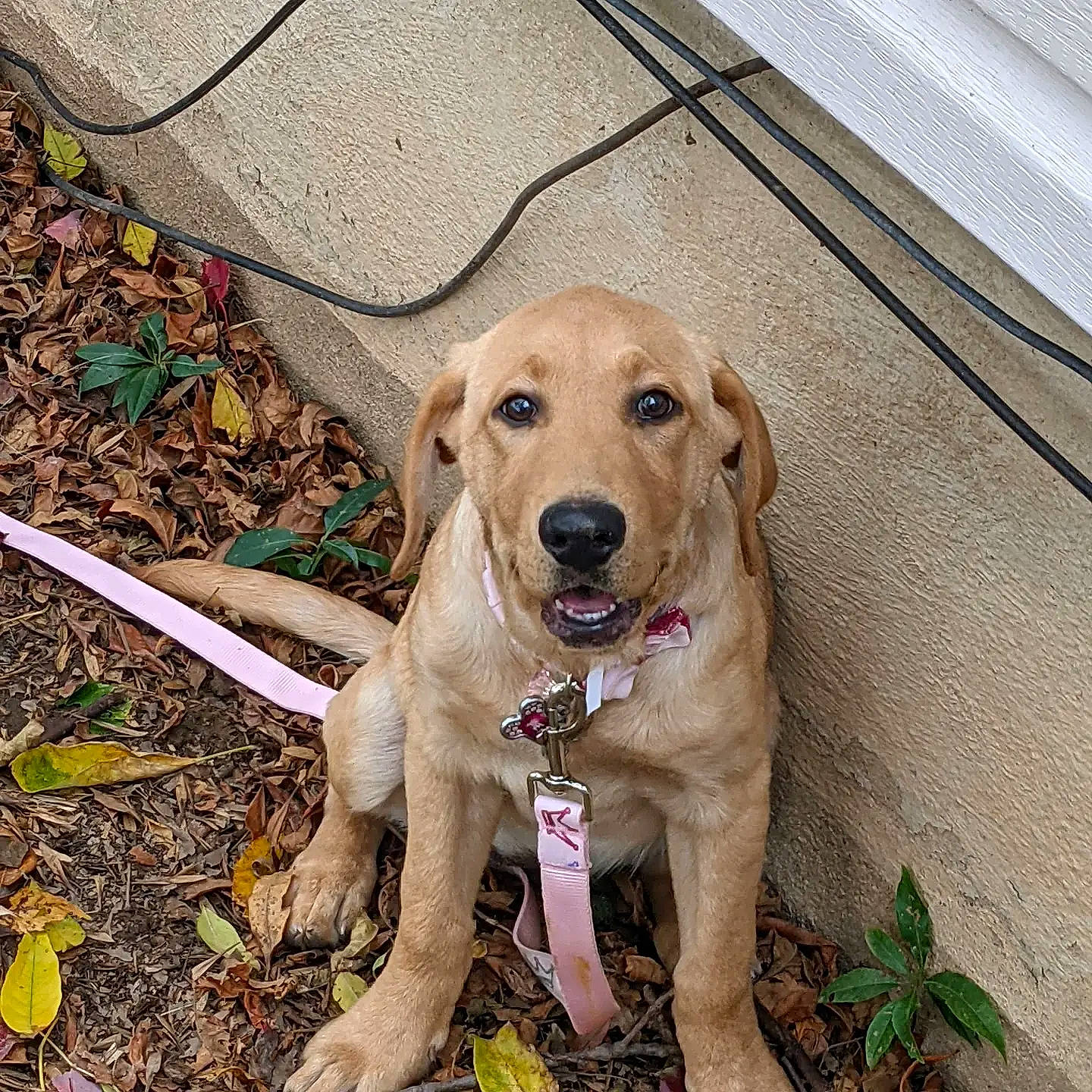 Penny joined the competition — help win amazing prizes! carnivore, collar, companion_dog, dog, dog_breed, dog_collar, eye, fawn, grass, gun_dog, happy, paw, pet_supply, plant, soil, sporting_group, tail, wildlife, wood, working_animal