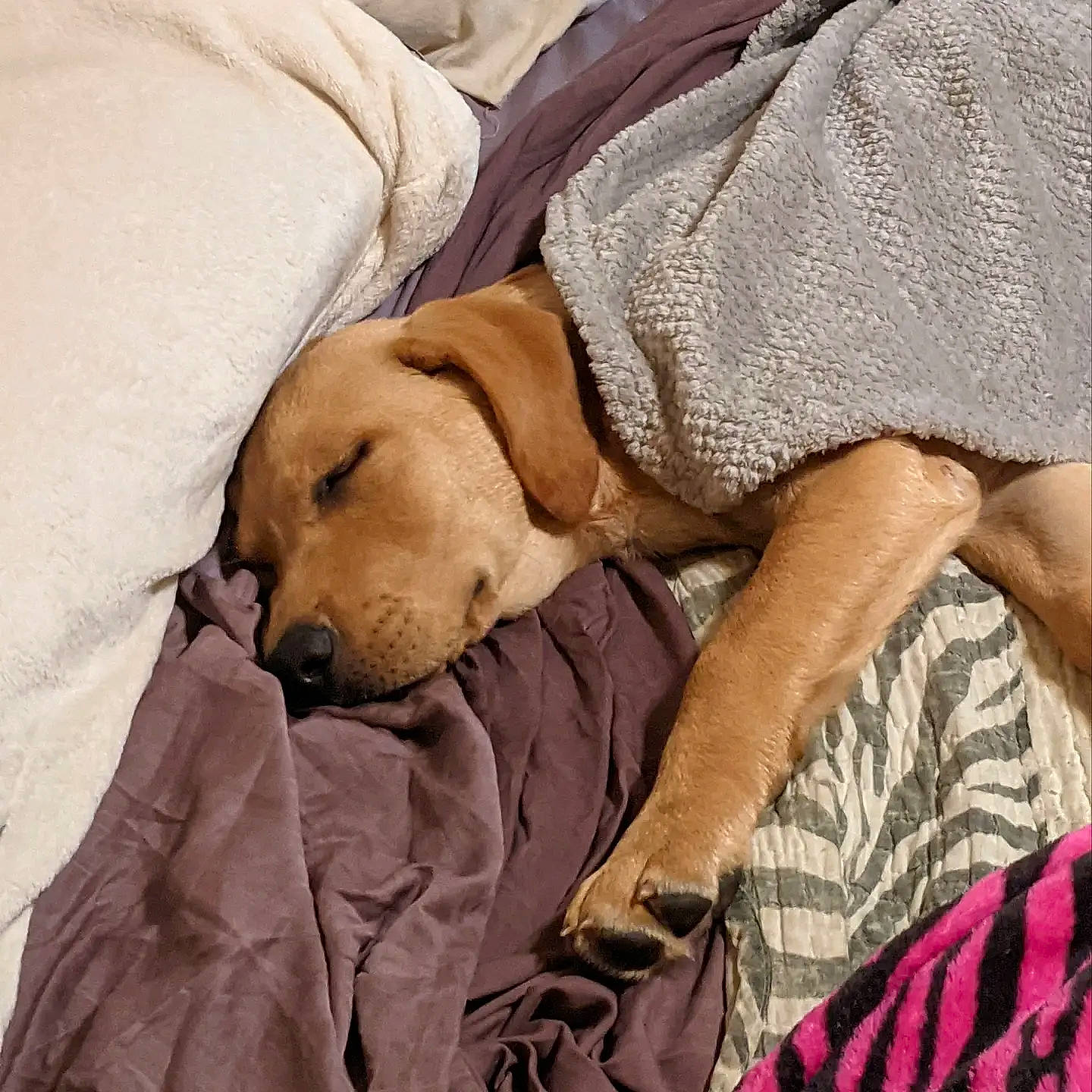 Penny is registered to the contest to win money with this photo: adventure, bedding, bedtime, canidae, carnivore, comfort, companion_dog, dog, dog_breed, dog_supply, fawn, fur, guard_dog, human_leg, labrador_retriever, linens, retriever, sitting, sporting_group, working_animal