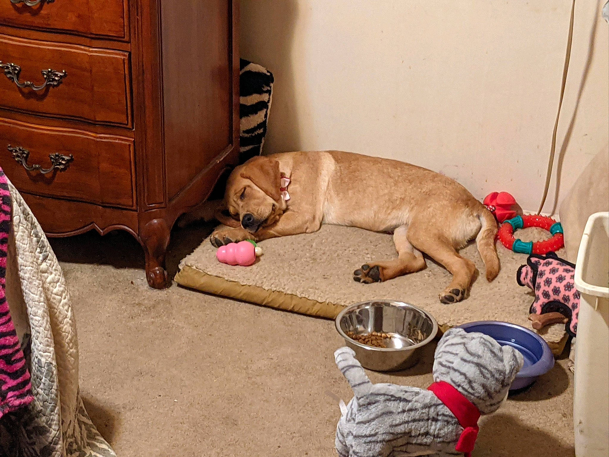 Penny is registered to the contest to win money with this photo: cabinetry, carnivore, chest_of_drawers, comfort, companion_dog, dog, dog_breed, dog_supply, drawer, fawn, floor, flooring, hardwood, liver, pet_supply, room, sporting_group, wood, wood_stain, working_animal