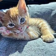 Keanu is registered to the contest to win money with this photo: kitten, cat, orange_tabby, paw, fur, whiskers, denim, fabric, closeup, cute, pet, animal, portrait, sunlight, relaxing, young, feline, indoor, soft, small