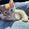 kitten, cat, orange_tabby, paw, fur, whiskers, denim, fabric, closeup, cute, pet, animal, portrait, sunlight, relaxing, young, feline, indoor, soft, small