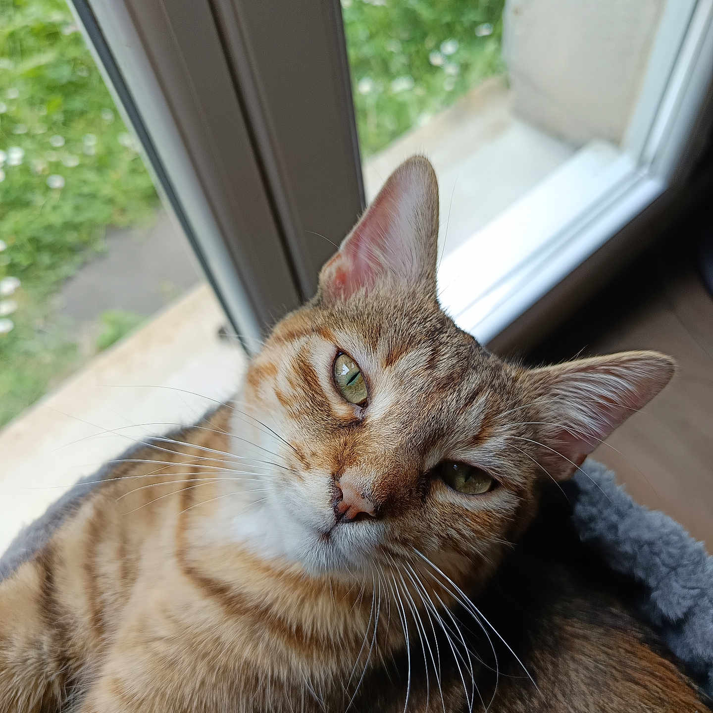 Vénus participe au concours pour gagner de l'argent avec cette photo : abyssinian, animal, cat, hardwood, kitten, manx, pet, siamese, window, wood