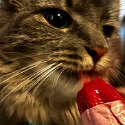 Angel is registered to the contest to win money with this photo: cat, close_up, animal, pet, whiskers, fur, sniffing, licking, red, popsicle, food, summer, treat, curious, indoor, portrait, texture, macro, cute, feline