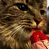cat, close_up, animal, pet, whiskers, fur, sniffing, licking, red, popsicle, food, summer, treat, curious, indoor, portrait, texture, macro, cute, feline