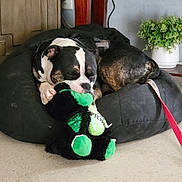 Loki joined the competition — help win amazing prizes! dog, sleeping, bean_bag, stuffed_toy, indoor, floor, plant, table, wooden_furniture, black_and_white, brown, leash, relaxing, cute, pet, nap, cozy, decor, cable, heart_doodle