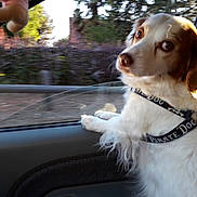 Filou a rejoint le concours — aidez-le/la à gagner de superbes lots ! canidae, car, carnivore, cocker_spaniel, companion_dog, dog, dog_breed, english_setter, fashion_accessory, irish_setter, leash, mammal, rare_breed_dog, setter, snout, spaniel, sporting_group, vehicle