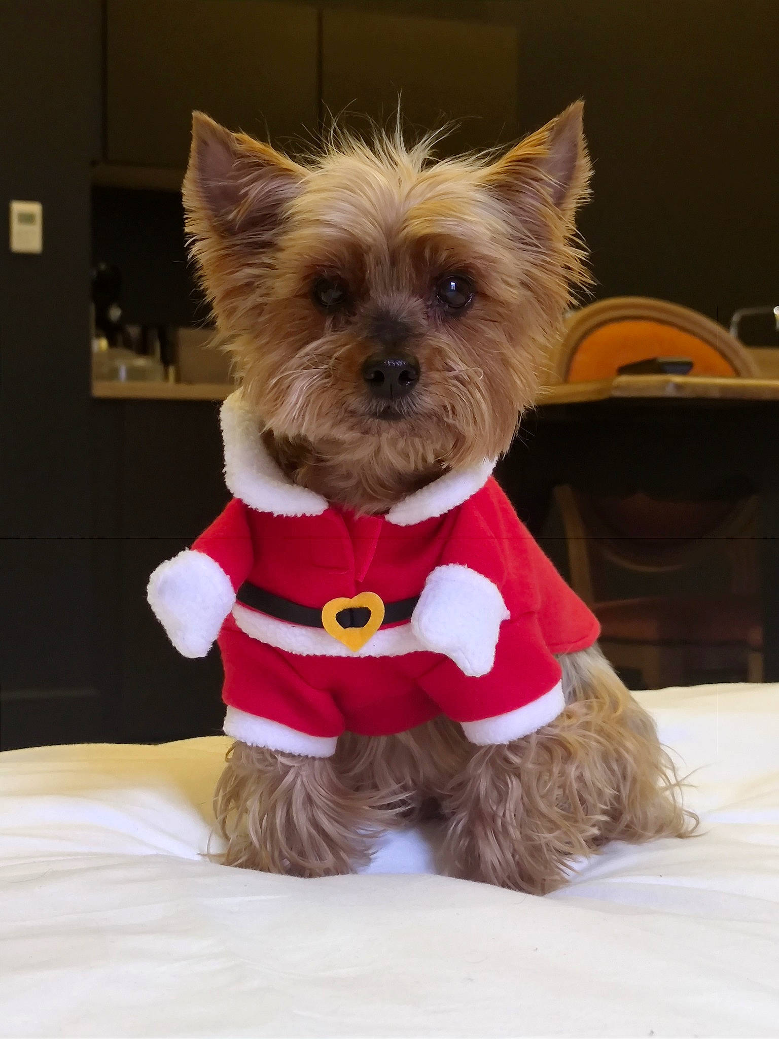 Fifie participe au concours pour gagner de l'argent avec cette photo : canidae, carnivore, companion_dog, dog, dog_breed, dog_clothes, dog_supply, event, fashion_accessory, fawn, fur, liver, pet_supply, small_terrier, snout, sporting_group, tail, terrier, toy_dog, working_animal