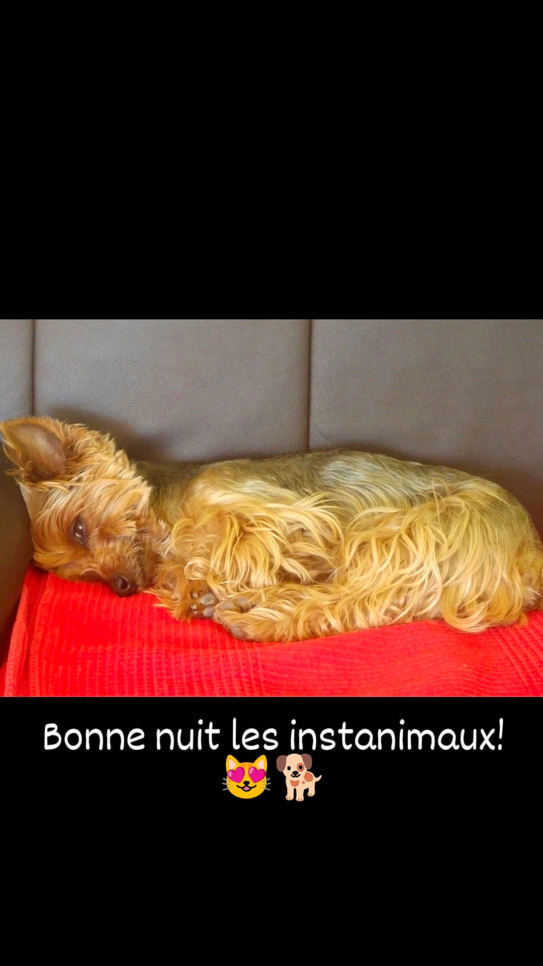 Fifie a rejoint le concours — aidez-le/la à gagner de superbes lots ! bedding, comfort, companion_dog, dog_breed, dog_supply, fashion_accessory, font, fur, headpiece, human_leg, ingredient, linens, liver, long_hair, nap, toy_dog, wing, wood