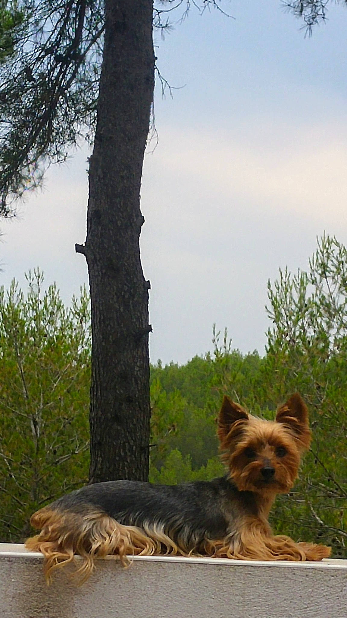 Fifie a rejoint le concours — aidez-le/la à gagner de superbes lots ! carnivore, cloud, companion_dog, dog, dog_breed, fawn, grass, herding_dog, liver, plant, sky, tail, terrestrial_animal, terrier, tree, trunk, twig, water_dog, wildlife, wood