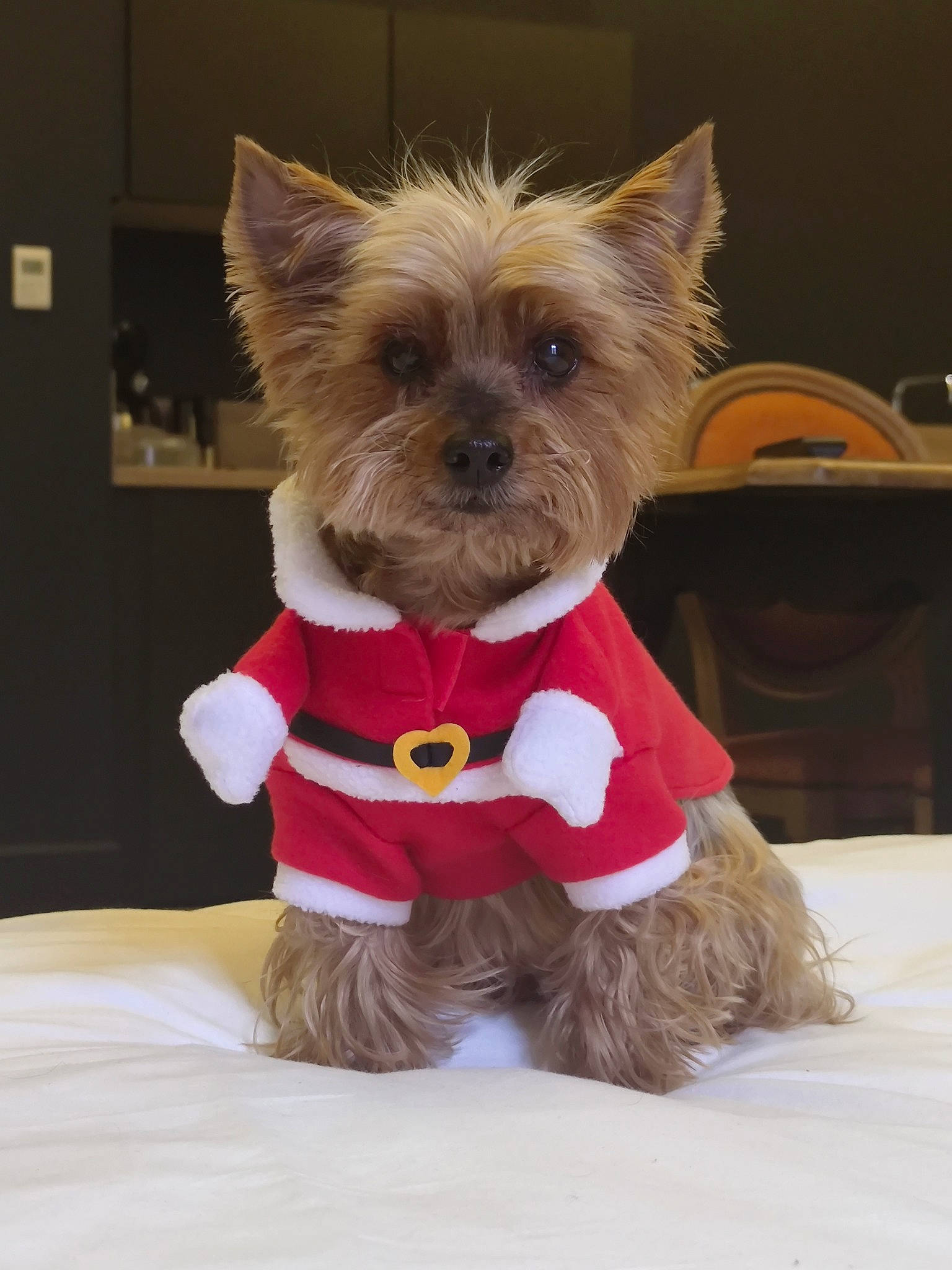 Fifie a rejoint le concours — aidez-le/la à gagner de superbes lots ! canidae, carnivore, companion_dog, dog, dog_breed, dog_clothes, dog_supply, event, fashion_accessory, fawn, fur, liver, pet_supply, small_terrier, snout, sporting_group, tail, terrier, toy_dog, working_animal