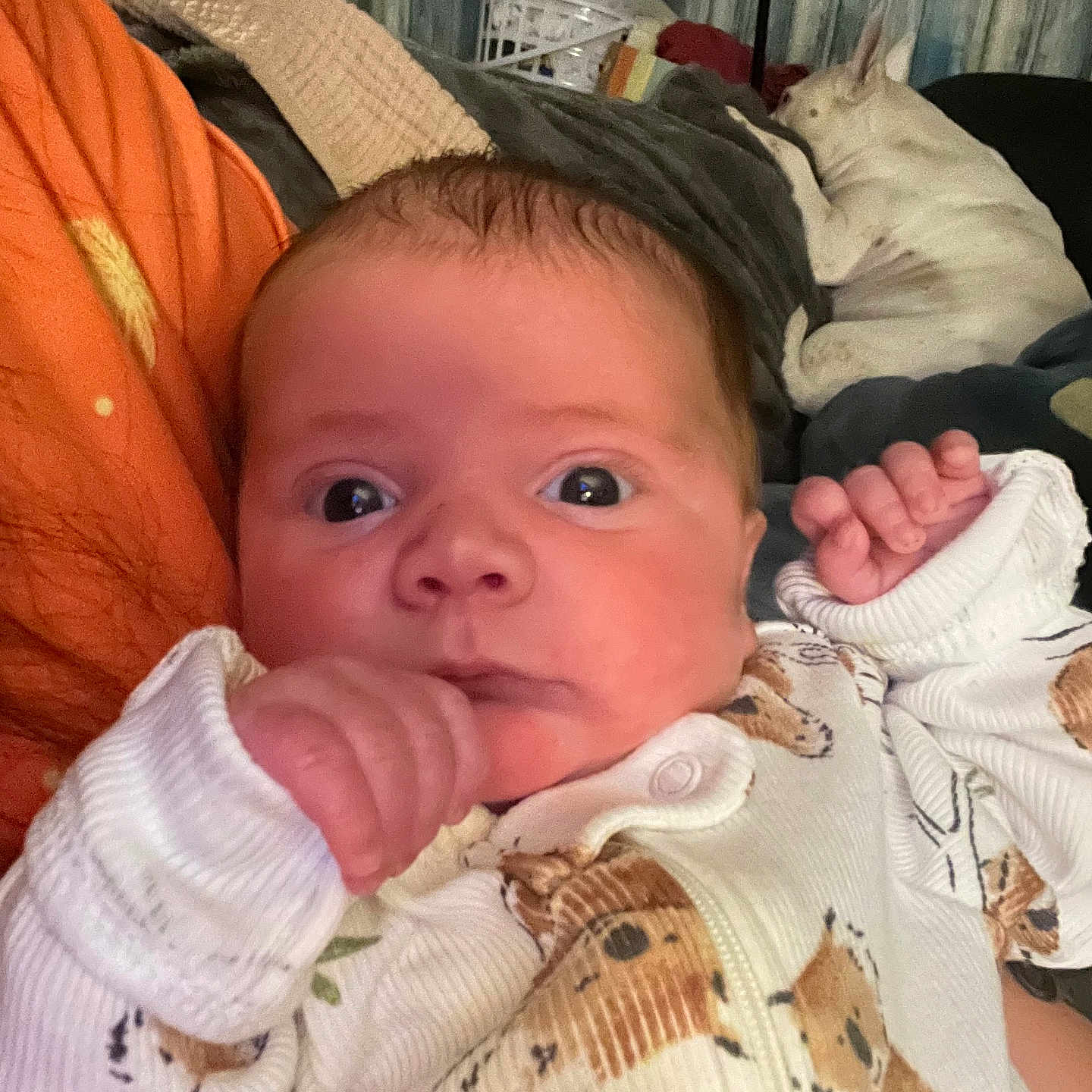 Breckin is registered to the contest to win money with this photo: animal, baby, blanket, bodypart, canine, couch, cushion, dog, face, finger, furniture, hand, head, homedecor, indoors, newborn, person, pet, photography, portrait