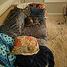 blanket, carpet, cat, cord, couch, cozy, decor, domestic, home, indoor, living_room, pillow, power_strip, relaxation, resting, sleeping_cat, soft_furnishing, tabby_cat, warm_lighting, window