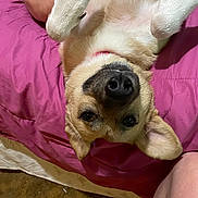 Rootbeer joined the competition — help win amazing prizes! animal, bed, blanket, companion, cozy, cute, dog, ear, face, fur, human_leg, indoor, looking, nose, pet, pink, playful, relaxed, resting, upside_down