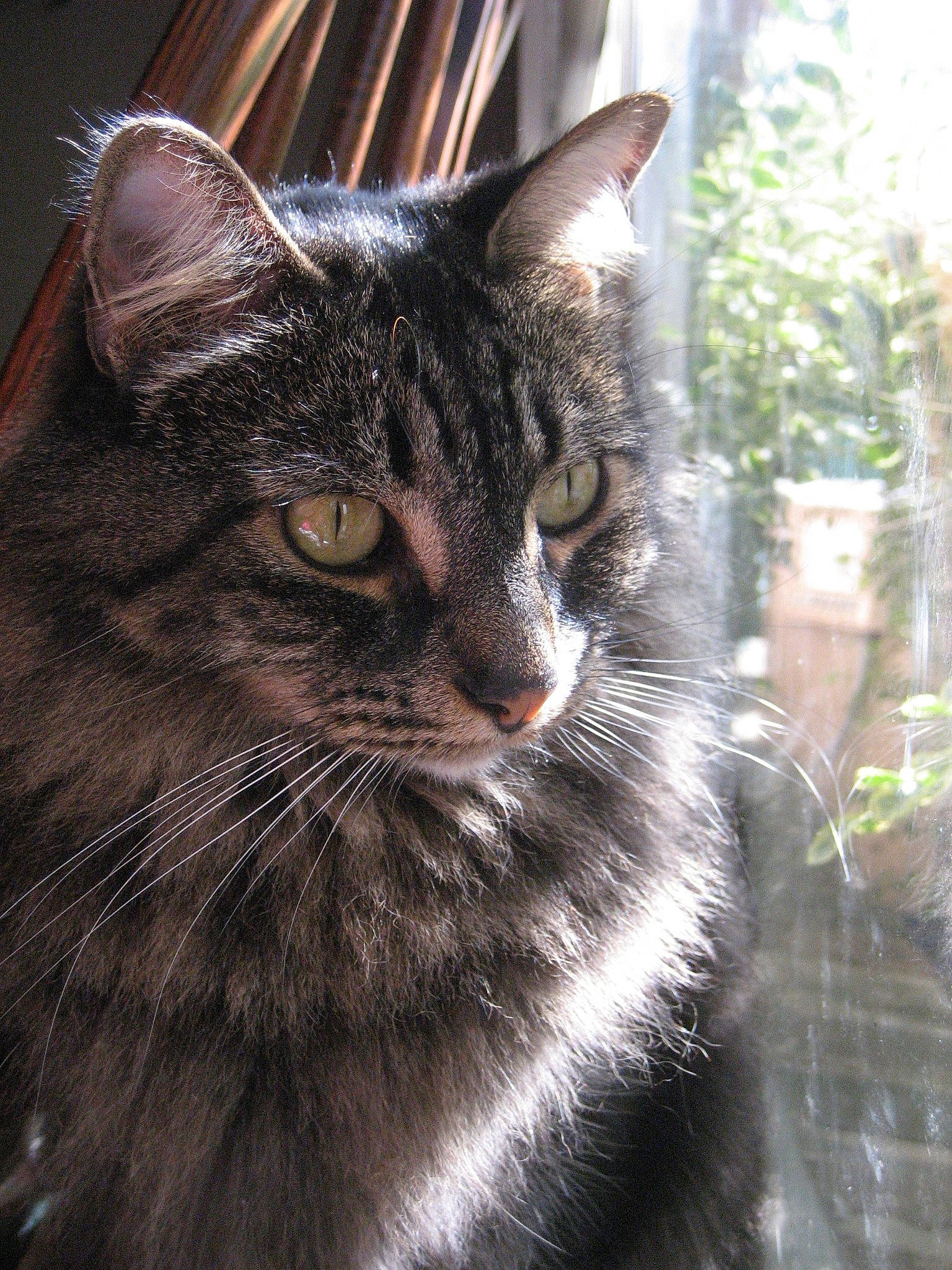 The Floof is registered to the contest to win money with this photo: carnivore, cat, domestic_short_haired_cat, felidae, fixture, fur, grass, hat, monochrome_photography, plant, small_to_medium_sized_cats, snout, terrestrial_animal, tree, whiskers, wildlife, window