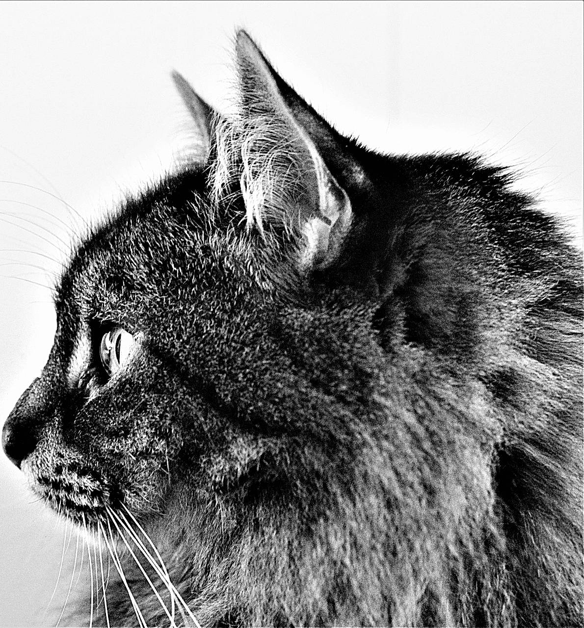 The Floof is registered to the contest to win money with this photo: art, black_and_white, black_cat, bombay, carnivore, cat, domestic_short_haired_cat, eye, felidae, fur, illustration, monochrome, monochrome_photography, small_to_medium_sized_cats, snout, stock_photography, style, terrestrial_animal, whiskers, wildlife