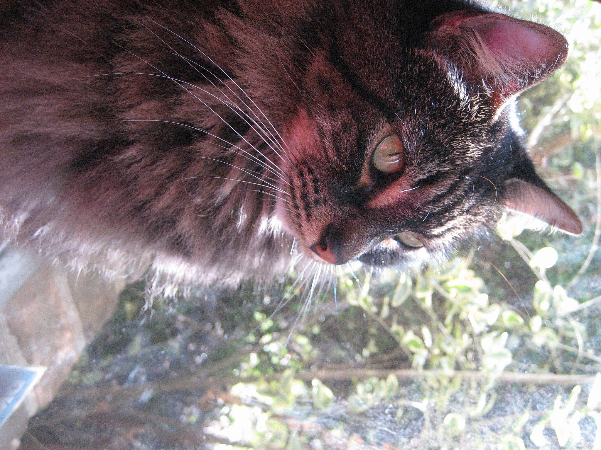 The Floof joined the competition — help win amazing prizes! black_cat, carnivore, cat, claw, domestic_short_haired_cat, felidae, fur, grass, organism, paw, plant, small_to_medium_sized_cats, snout, tail, terrestrial_animal, tree, whiskers, wildlife