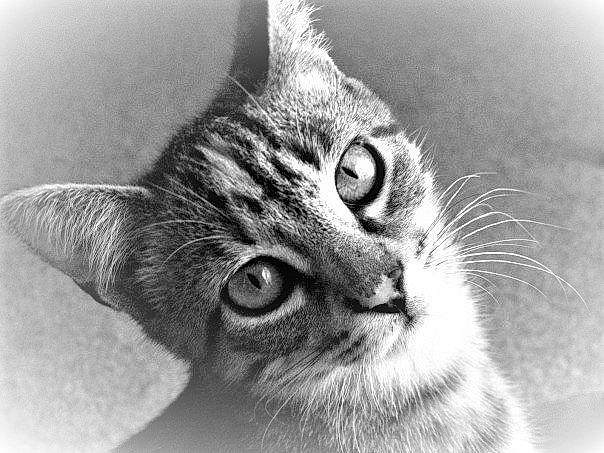 Gracie joined the competition — help win amazing prizes! art, black_and_white, carnivore, cat, domestic_short_haired_cat, ear, eye, face, felidae, fur, grey, hair, monochrome, monochrome_photography, paw, small_to_medium_sized_cats, snout, style, terrestrial_animal, whiskers