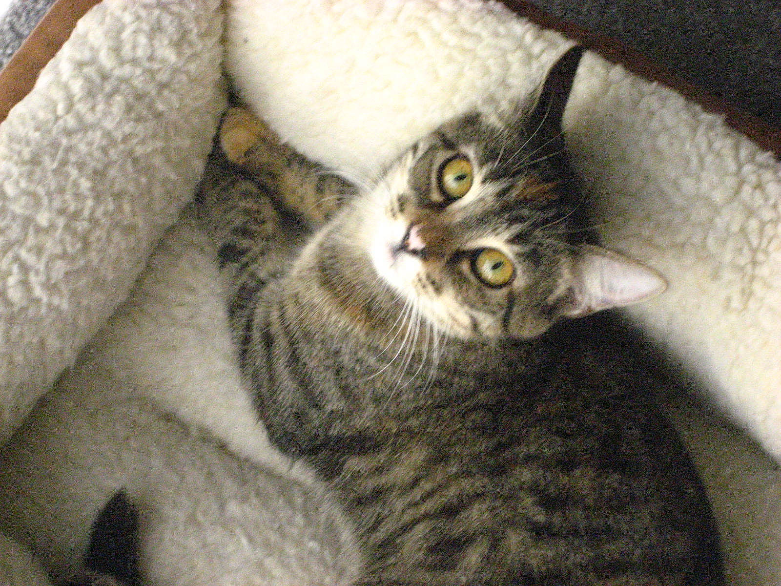 Gracie is registered to the contest to win money with this photo: carnivore, cat, claw, comfort, domestic_short_haired_cat, felidae, fur, grey, paw, small_to_medium_sized_cats, snout, tail, terrestrial_animal, whiskers