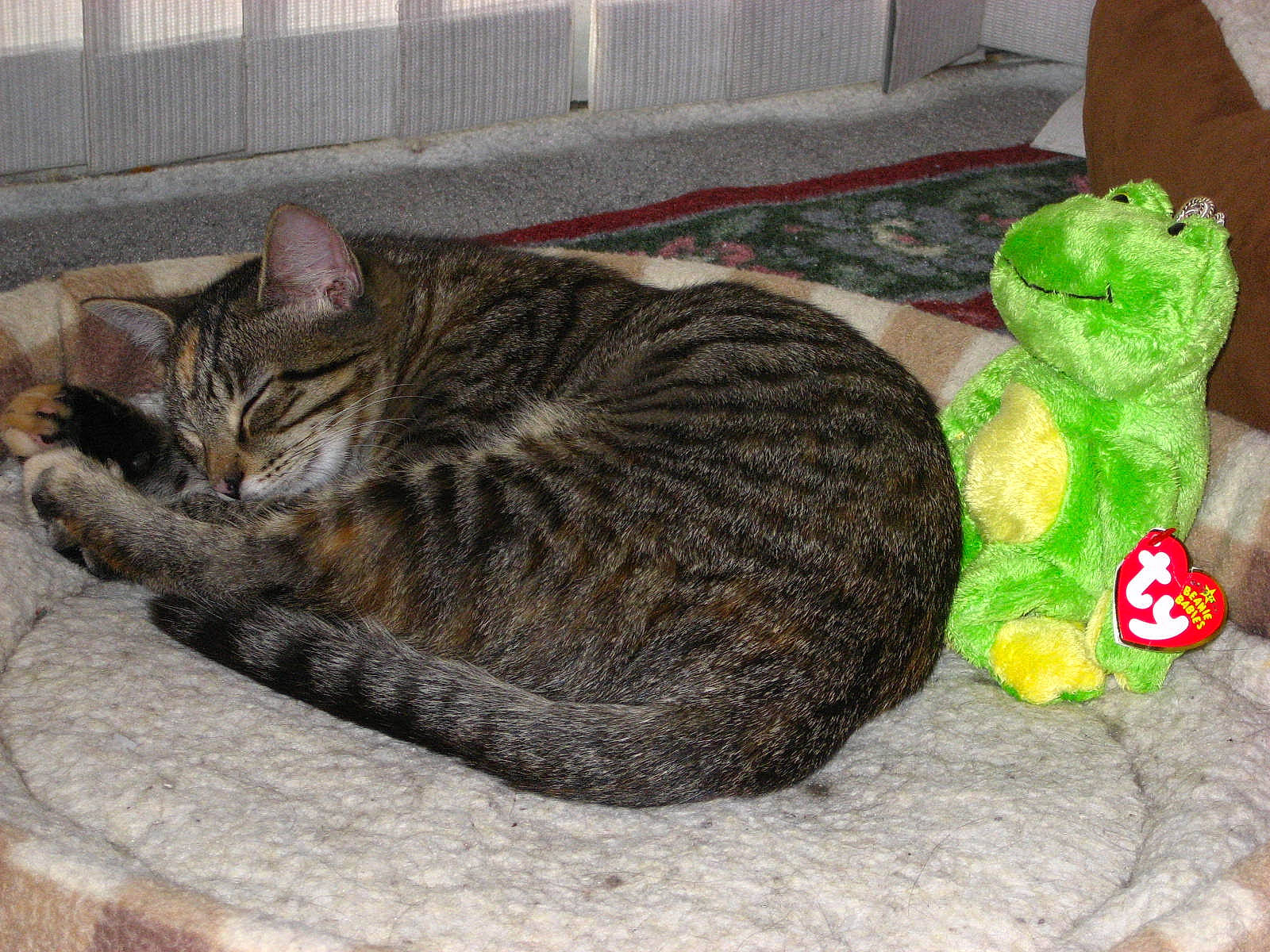 Gracie is registered to the contest to win money with this photo: carnivore, cat, cat_bed, cat_supply, comfort, domestic_short_haired_cat, felidae, fur, grey, small_to_medium_sized_cats, stuffed_toy, tail, terrestrial_animal, toy, whiskers, woolen