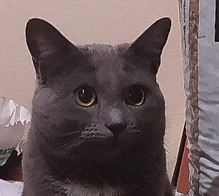 Leo participe au concours pour gagner de l'argent avec cette photo : carnivore, cat, domestic_short_haired_cat, felidae, grey, russian_blue, small_to_medium_sized_cats, snout, whiskers